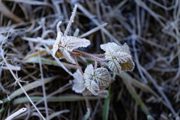 Leaves, frost, grass, nature in spring.