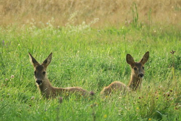 Fawn in grass