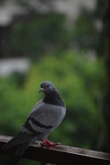 Pigeon resting on a brown metal railing during rain