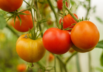 ripening tomatoes in a greenhouse on stems