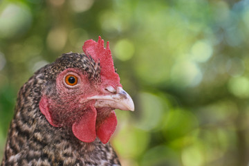 Close up of the head of a black to brown chicken