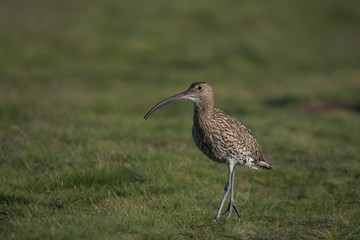 Eurasian curlew ,Numenius arquata on the moors in the Peak district