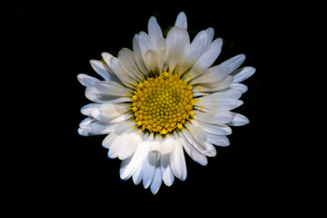 daisy isolated on black background