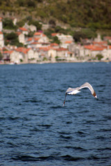 Boats in Boka Kotorska