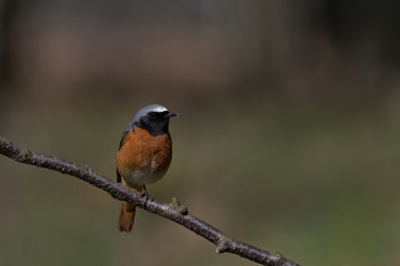 Fototapeta premium Redstart, Phoenicurus phoenicurus is a Old World flycatcher family 