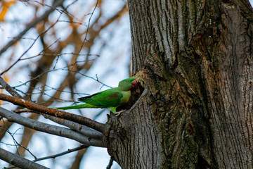 green parrot on the branch
