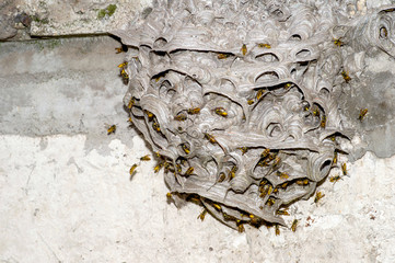Obraz premium A large wasp nest on a Foundation of gray concrete. The unusual shape of the structure of the wild hive