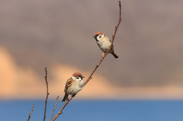 Sparrows sitting on a tree branch in the spring forest.