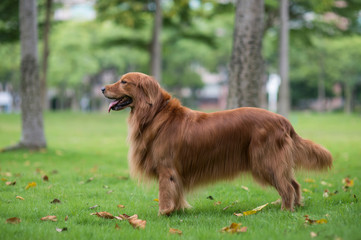 Cute golden retriever playing in the park