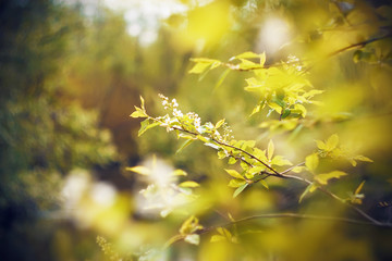 Snow-white fragrant flowers of bird cherry blossom on branches with green young leaves in the spring, illuminated by warm sunlight.