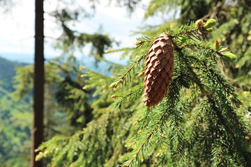 Pine cone on a branch