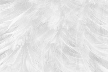 Obraz premium Beautiful white feather pattern texture background