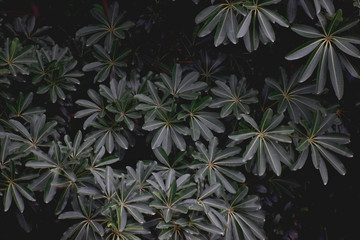 Beautiful foliage of long dark green leaves 