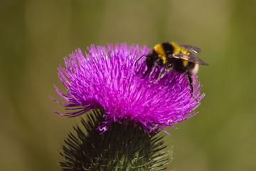 A bee sitting on top of a purple thistle