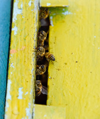 Bees fly at the entrance to the hive. Tray of the hive. Hole entrance to the hive.