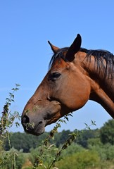 Kopf eines braunen Pferdes auf einer Weide im Sommer