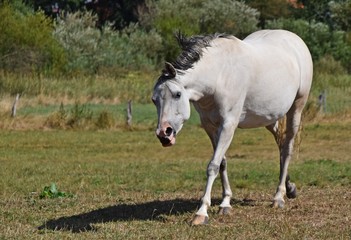 Weißes Pferd auf einer Sommerweide