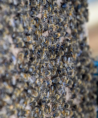 A large congestion of bees on a sheet of cardboard. Swarming of the bees. Honey bee.