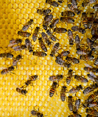 Roy bees on wax combs. Bee honeycomb, Plank with honeycomb from the hive. Honey bee.