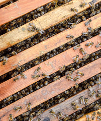 Open bee hive. Plank with honeycomb in the hive. The bees crawl along the hive. Honey bee.