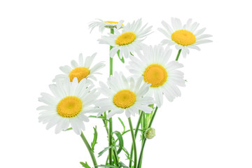 one chamomile or daisies with leaves isolated on white background