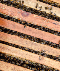 Open bee hive. Plank with honeycomb in the hive. The bees crawl along the hive. Honey bee.