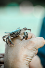 crab in hand