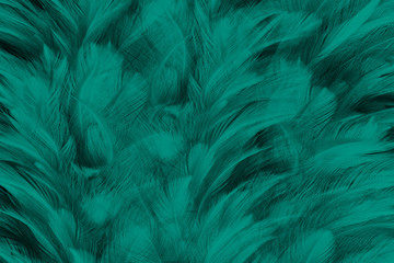 Beautiful dark green florida keys colors tone feather texture background,trends color
