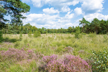 Scenic Hahnenmoor Natural Preserve in Osnabrücker Land, Lower Saxony, Germany