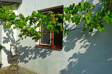 Two vines on the background wall