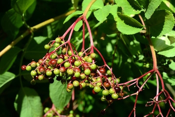 Schlehen Blüte