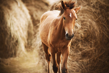 Fototapeta premium A small cute foal stands among the huge bundles of hay, harvested as fodder for livestock for the winter.