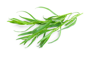 tarragon or estragon isolated on a white background. Artemisia dracunculus. Top view. Flat lay