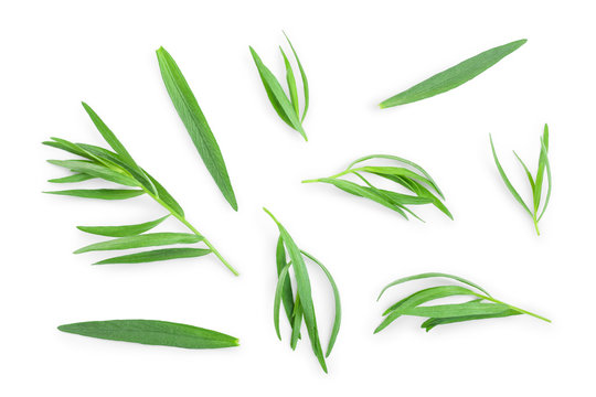 tarragon or estragon isolated on a white background. Artemisia dracunculus. Top view. Flat lay