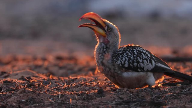 Yellow billed hornbill during sunset in Kalahari Botswana