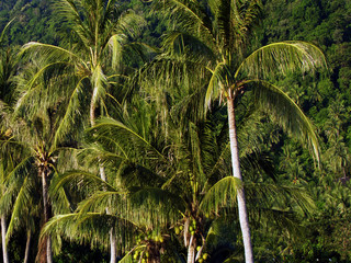 Palms trees forest background, view from aboveThailand