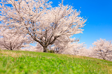 Obraz na płótnie Canvas Cherry blossom with blue sky in Japan