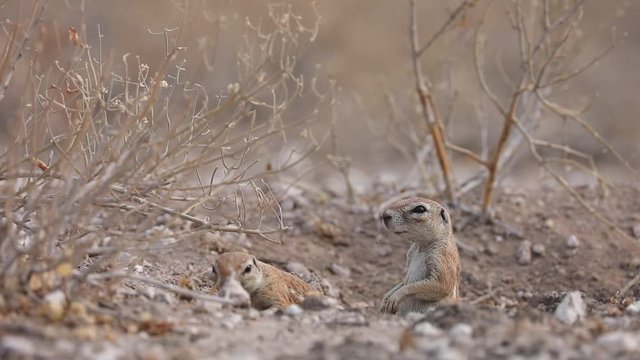 African Ground Squirrel feeding in Kalahari Botswana