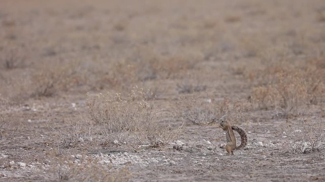 African Ground Squirrel feeding in Kalahari Botswana