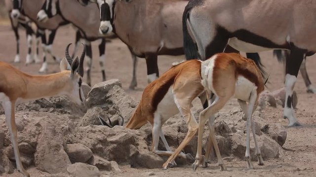 Springbok gathering at waterhole in Kalahari Botswana