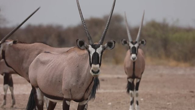 Group of Oryx Antelepe gathering at waterhole in Kalahari Botswana