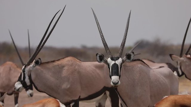 Group of Oryx Antelepe gathering at waterhole in Kalahari Botswana