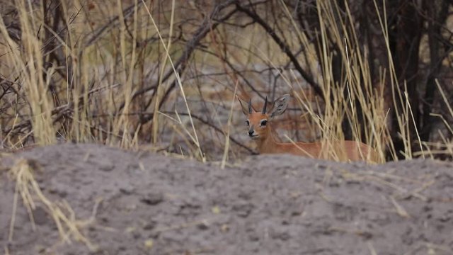 Steenbok hiding in dry Kalahari Botswana
