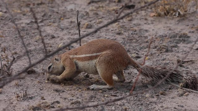 African Ground Squirrel feeding in Kalahari Botswana