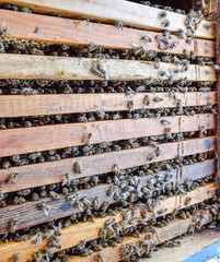 Open bee hive. Plank with honeycomb in the hive. The bees crawl along the hive. Honey bee.