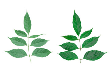 Fresh green leaves on branch isolated on white background, Back and front view. Object with clipping path.