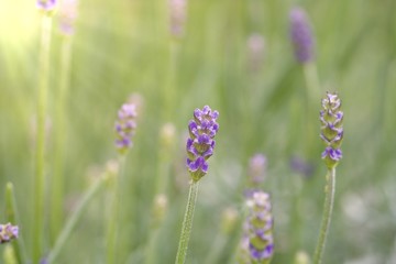 Lavendel