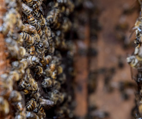 A beehive, a view from the inside. The bee-hut. Honey bee. Entrance to the hive.