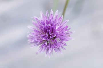 Purple flower