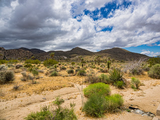 Joshua Tree National Park